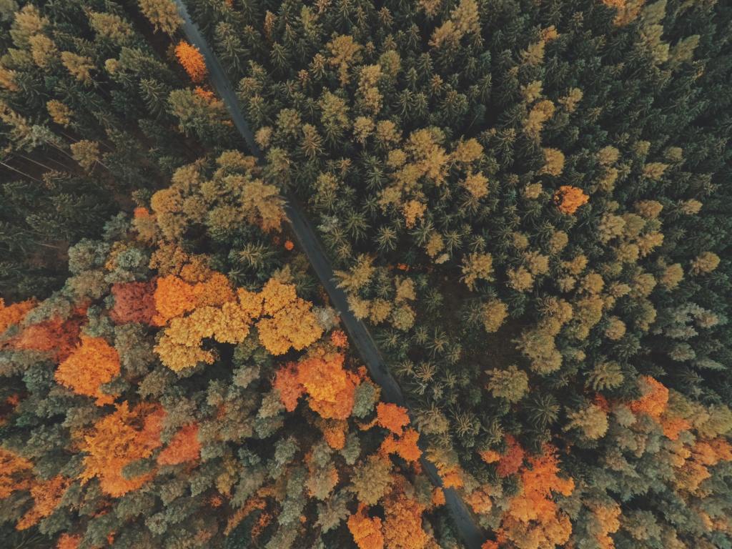 Top view of autumn forest